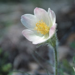 Spring Pasque-flower