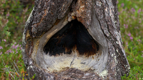 Pine scarred by fire. Photo: Naturcentrum AB.