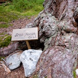 Im 17. Jahrhundert eine kleine Waldkiefer – heute ein Riesenbaum. Foto: Marcus Elmerstad.