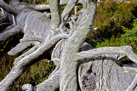 Diese umgestürzte Waldkiefer stammt möglicherweise aus dem Mittelalter. Foto: Naturcentrum AB.