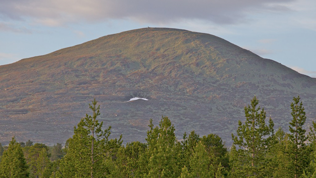 Stor-Svuku – eine der runden Erhebungen des Gränslandet. Foto: Naturcentrum AB.