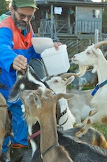 Fütterung der Ziegen bei der Almhütte Lofjätåsen. Fotos: Naturcentrum AB.